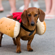 Image for article titled Just Once, Dachshund Would Love To Dress Up As Something Other Than Hot Dog